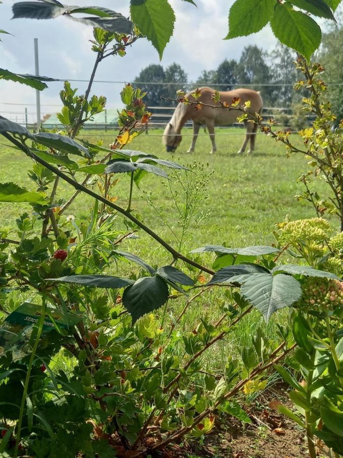 Landidylle Mit Garten, Whirlpool Und Klima Reken Exterior foto